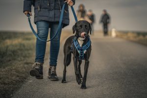 martingale collar vs harness