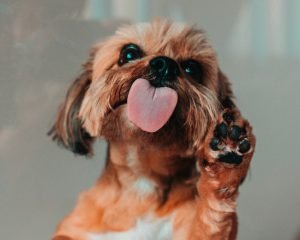 why do dogs like human saliva