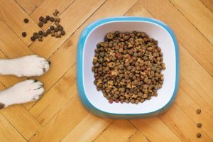 dog gorged on dry food