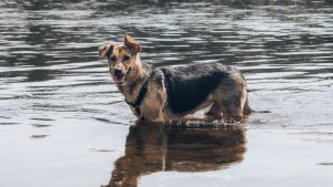 can dogs go to the zoo