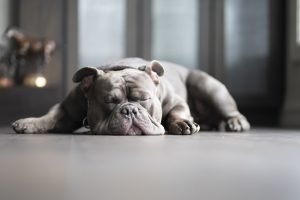 why do dogs sleep with their bum facing you