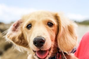 can you use similasan eye drops on dogs