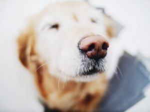 how to tell if dog has foxtail in nose