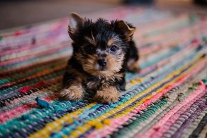 can puppies be missed on ultrasound