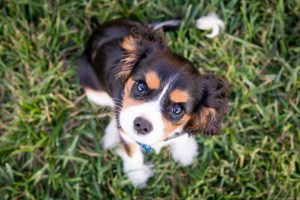 dog rejecting puppies after c-section