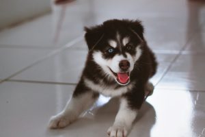 When my dog died a part of me died