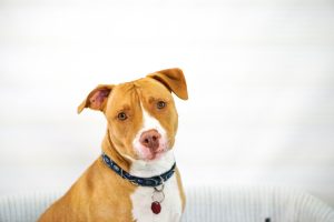 dog not eating but drinking water and vomiting