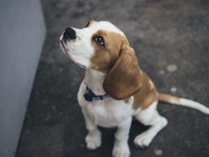 can dogs have coconut milk yogurt