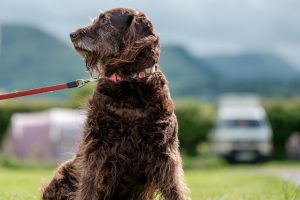 is clary sage safe for dogs