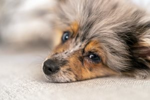 is ylang ylang safe for dogs