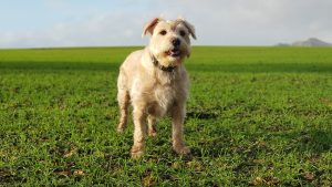 can dogs eat warm food