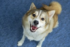 can dogs eat pickled ginger