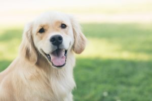 does dog poop dissolve in rain